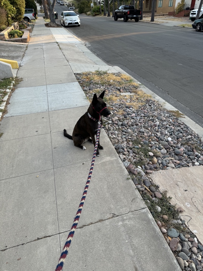 A picture of a black dog named Bowie sitting, taken on July 26 2024 at 6:36 am